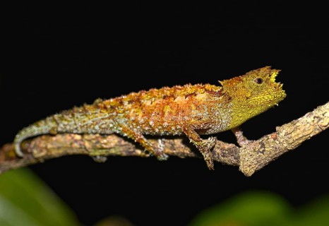 Chameleon (Calumma marojezense)