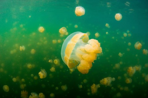 Golden Medusas or Papuan Jellyfish (Papua Mastigias)