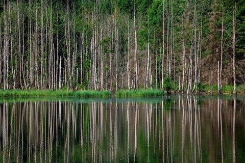 Birch trees reflected in an unnamed lake