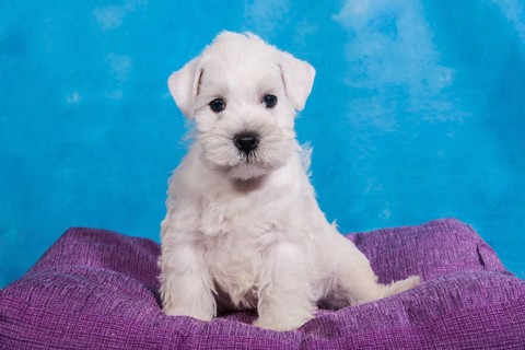 White Miniature Schnauzer
