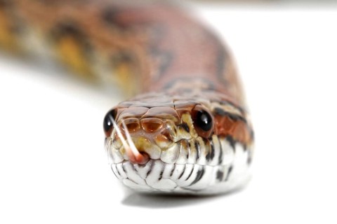 Red Cornsnake (Pantherophis guttatus)