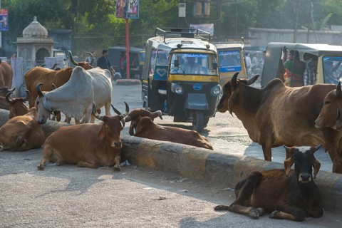 Cattle on the street