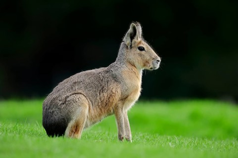 Patagonian Cavy or Patagonian Mara (Dolichotis patagonum)