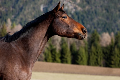 Austrian Warmblood