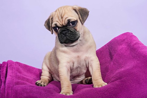 Pug