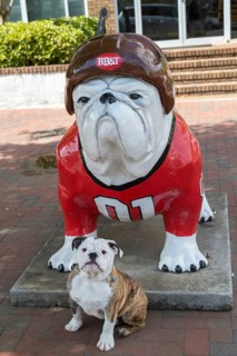 English Bulldog puppy in front of a Bulldog sculpture wearing a baseball uniform