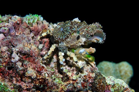 Decorator Crab (Camposcia retusa)