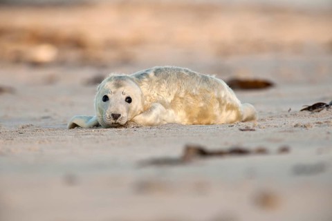Grey Seal (Halichoerus grypus) on the beach
