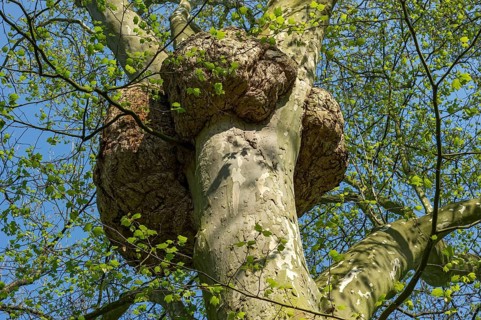 London Plane (Platanus x hispanica