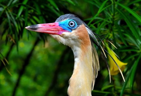 Whistling Heron (Syrigma sibilatrix sibilatrix)
