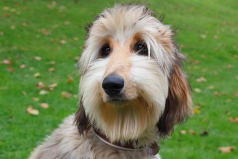 Portrait of a young Afghan Hound