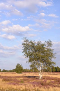 Open heath with birch (Betula sp.)