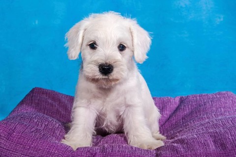 White Miniature Schnauzer