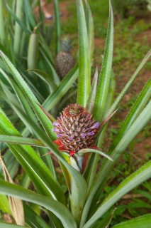 Pineapple plant (Ananas comosus)