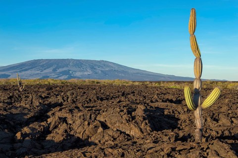 Candelabra Cactus (Jasminocereus thouarsii) in the volcanic landscape of Punta Morena
