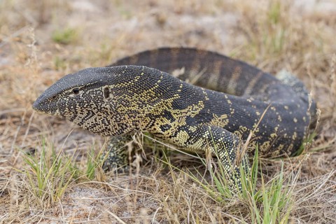 Nile Monitor (Varanus niloticus)