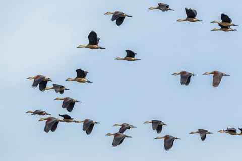 Group of Lesser Whistling Ducks (Dendrocygna javanica) in flight