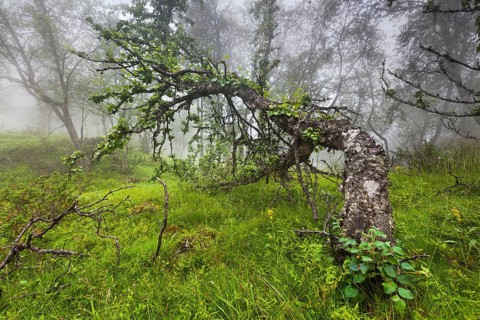 Downy Birch (Betula pubescens) in the fog