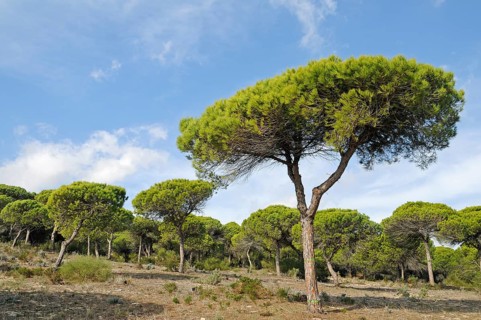 Pine forest
