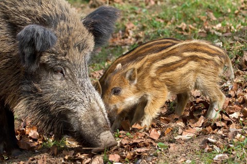 Wild Boar (Sus scrofa) with young boars
