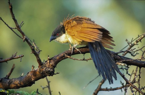 Burchell's Coucal (Centropus burchelli)