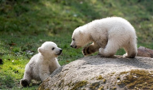 Polar Bears (Ursus maritimus)