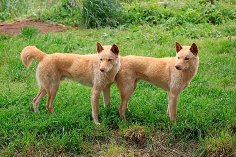Dingoes (Canis familiaris dingo)