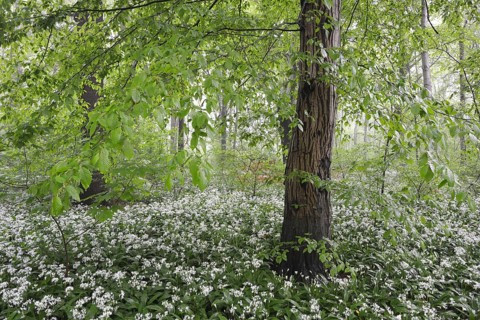 Flowering wild garlic (Allium ursinum) in spring forest