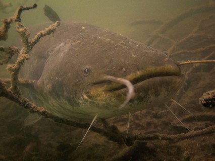 Wels catfish (Silurus glanis) in Lake Ossiach