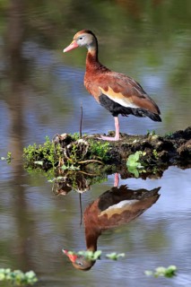 Black-bellied Whistling Duck (Dendrocygna autumnalis)