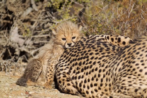 Cheetah (Acinonyx jubatus)