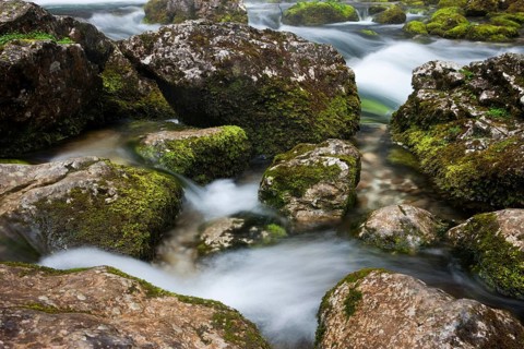Brook with moss-covered stones