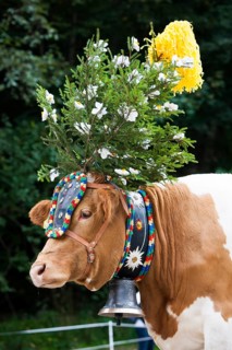 Decorated cow
