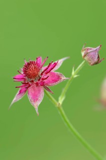 Marsh Cinquefoil (Potentilla palustris)