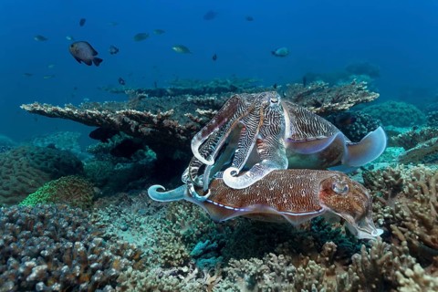 Two Broadclub Cuttlefish (Sepia latimanus) at a coral reef