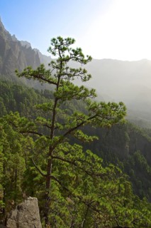 Forest landscape in the Parque Nacional de la Caldera de Taburiente National Park