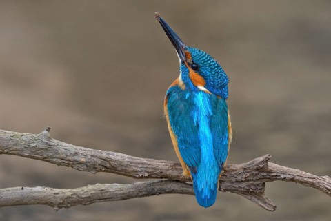 Kingfisher (Alcedo atthis)