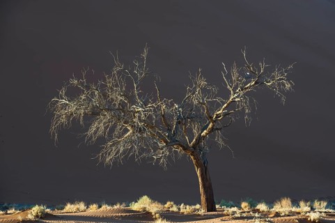 Dead tree against a sand dune in the Tsauchab Valley