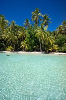 Lagoon with a sandy beach and palm trees