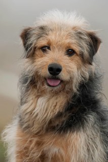 Bosnian Coarse-haired Hound