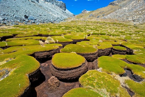 Plant cushions eroded by water