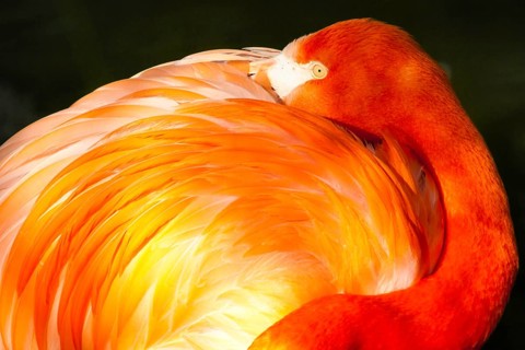 Resting flamingo in the morning light