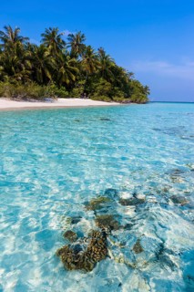 Beach with palms