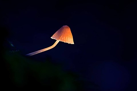 Fluffy-haired Conocybe (Conocybe digit alina) on a tree stump