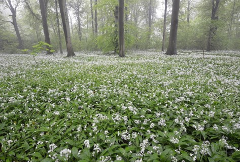 Flowering wild garlic (Allium ursinum) in spring forest in fog
