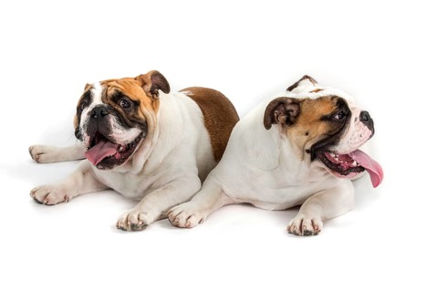 English Bulldogs