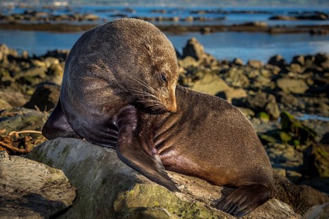 Southern Fur Seal (Arctocephalus forsteri)
