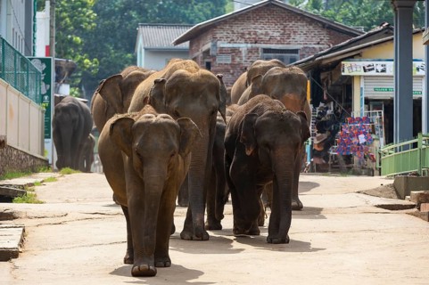Asian elephants (Elephas maximus) from the Pinnawala Elephant Orphanage on the way to the Maha Oya river