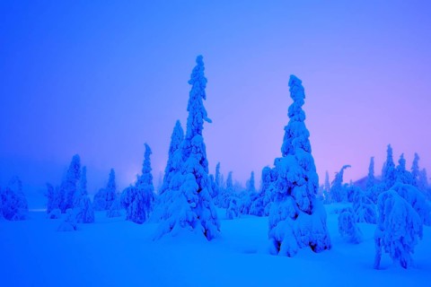 Trees in a snow-covered winter landscape