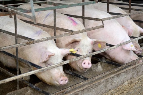 Pigs in a pig farm